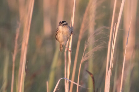 Wodniczka na lęgowisku. Ptak siedzi na roślinie.