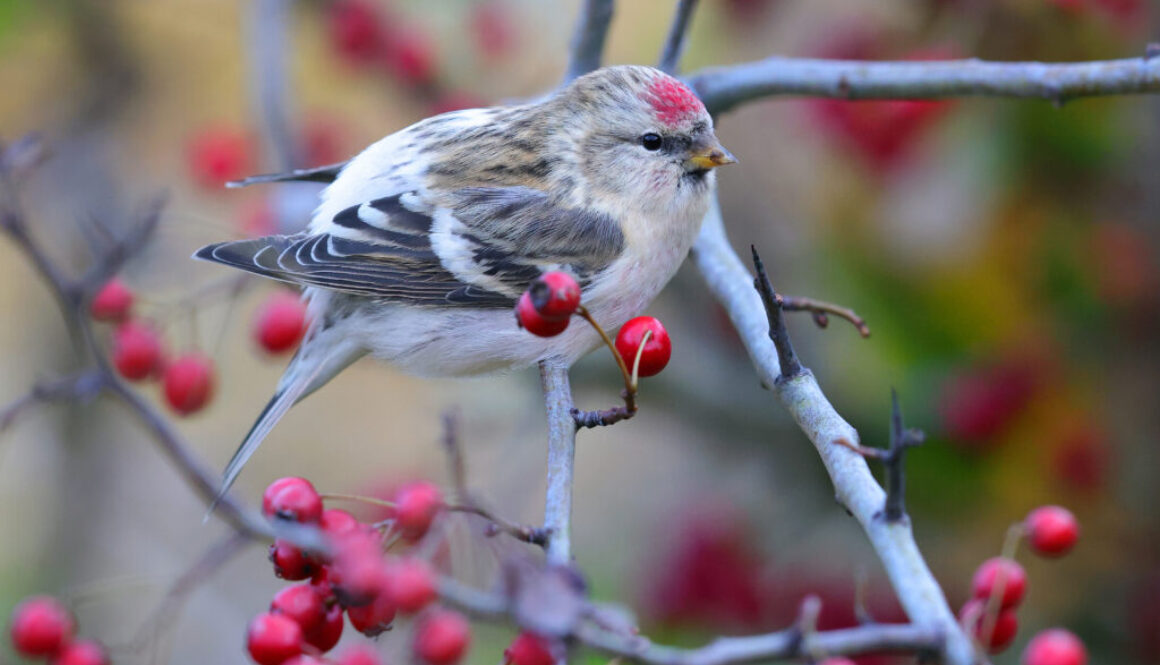 czeczotka tundrowa, 12.11.2023, Jawidz, Lubelszczyzna, Łukasz Bednarz