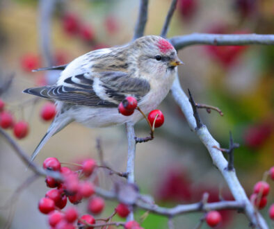 czeczotka tundrowa, 12.11.2023, Jawidz, Lubelszczyzna, Łukasz Bednarz