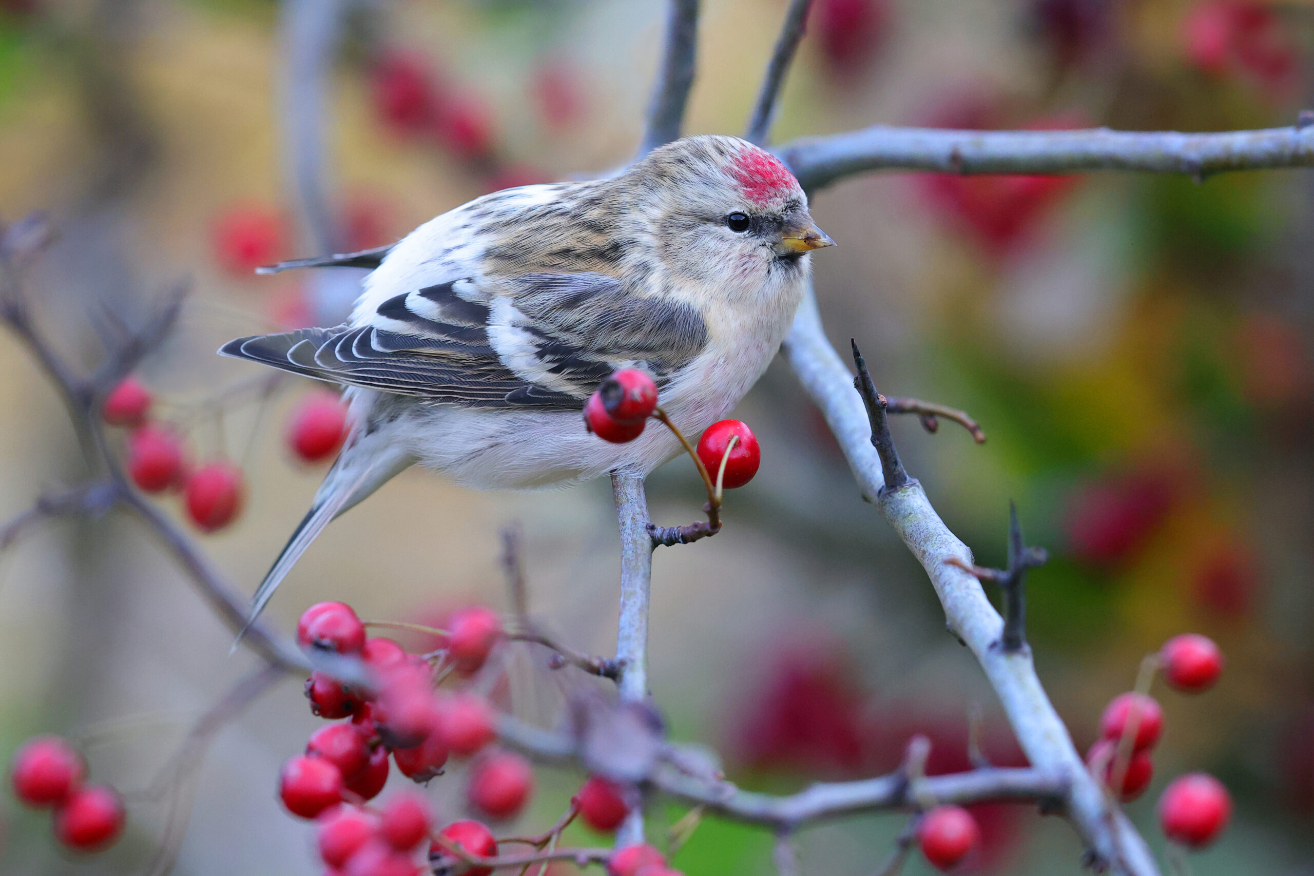 czeczotka tundrowa, 12.11.2023, Jawidz, Lubelszczyzna, Łukasz Bednarz
