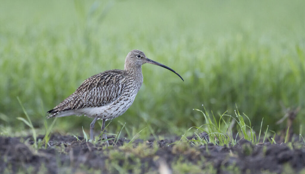 Kulik wielkiQF0A5915