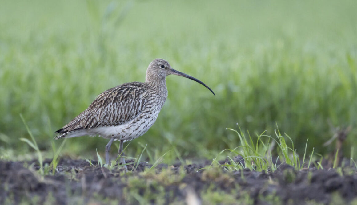 Kulik wielkiQF0A5915