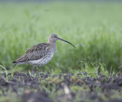 Kulik wielkiQF0A5915