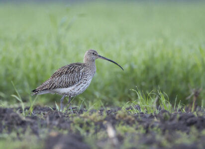 Kulik wielkiQF0A5915